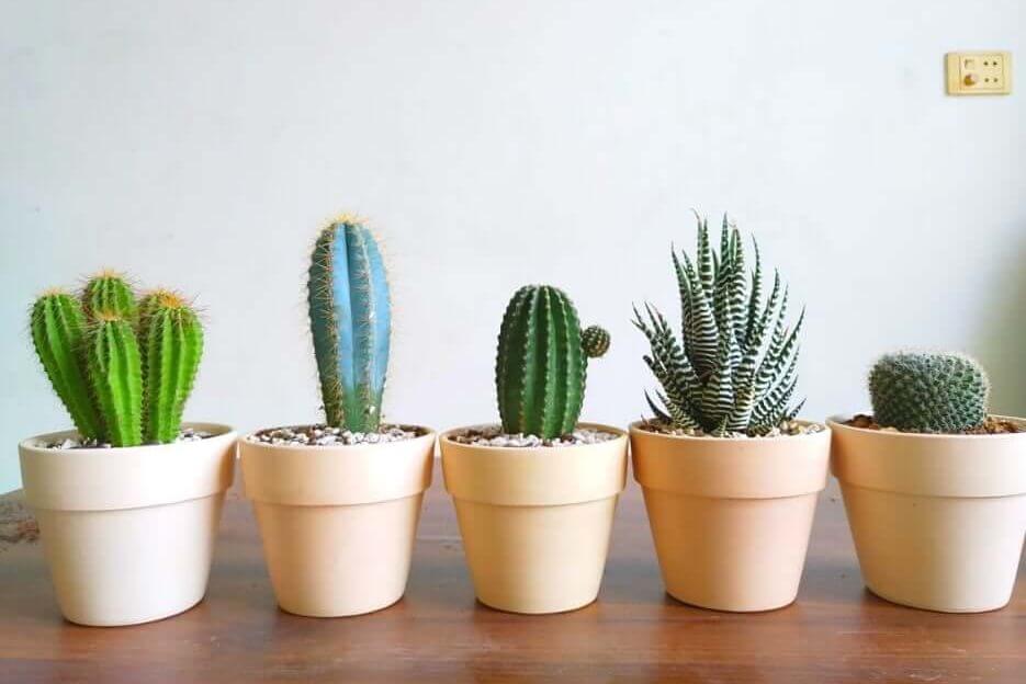 Mini cactus pour les invités d'anniversaire